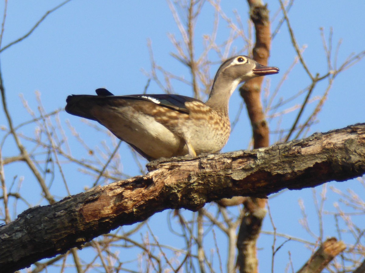 Wood Duck - ML422260661