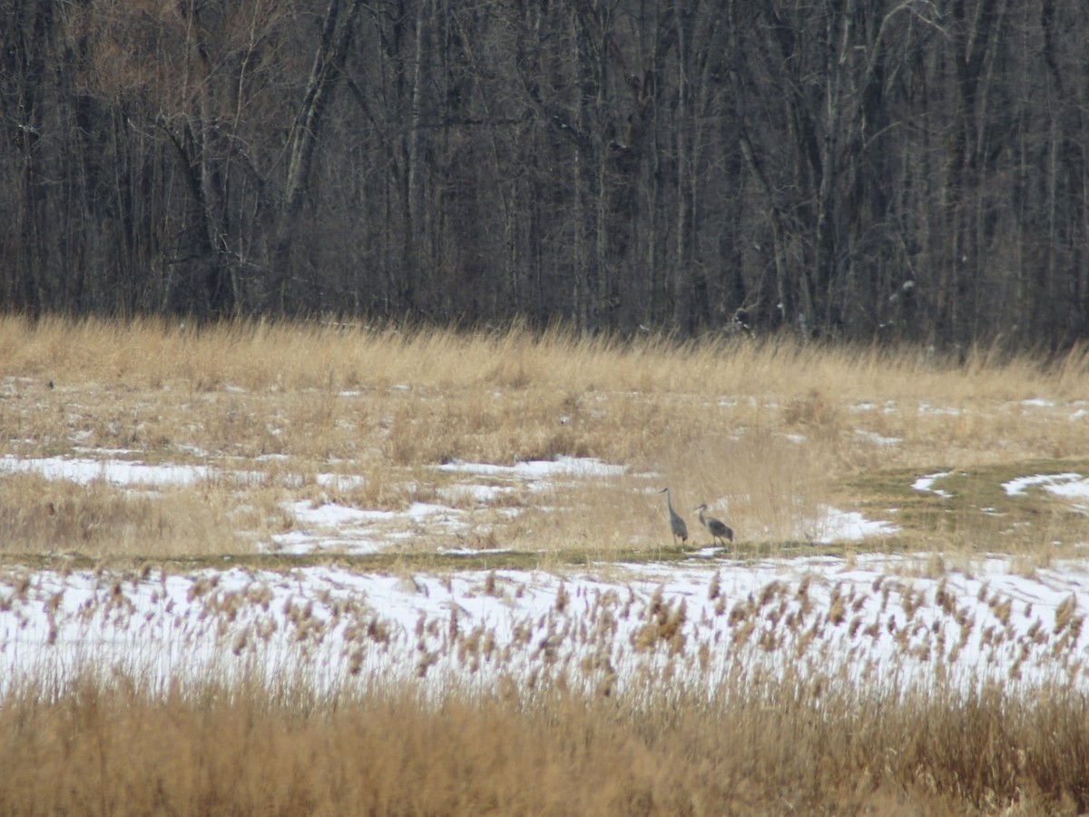 Sandhill Crane - ML422261241