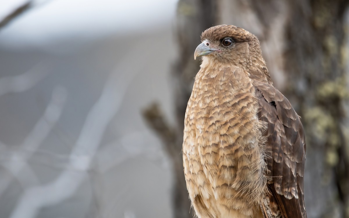 Chimango Caracara - ML422261421