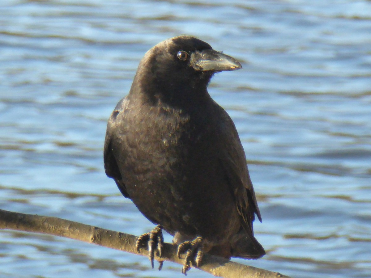 American Crow - ML422261461