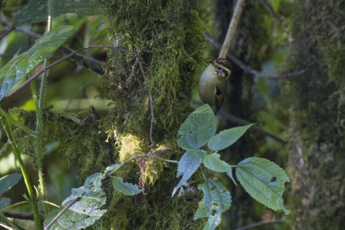 Pseudominla à tête marron - ML42226151