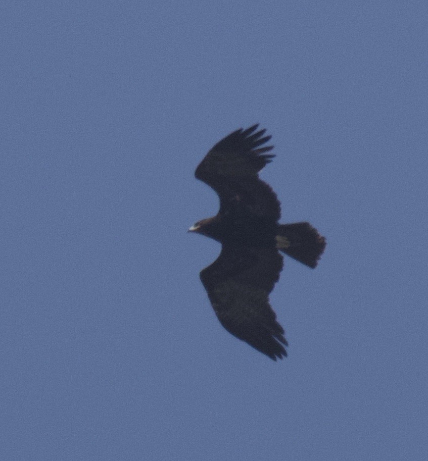Greater Spotted Eagle - ML422262341