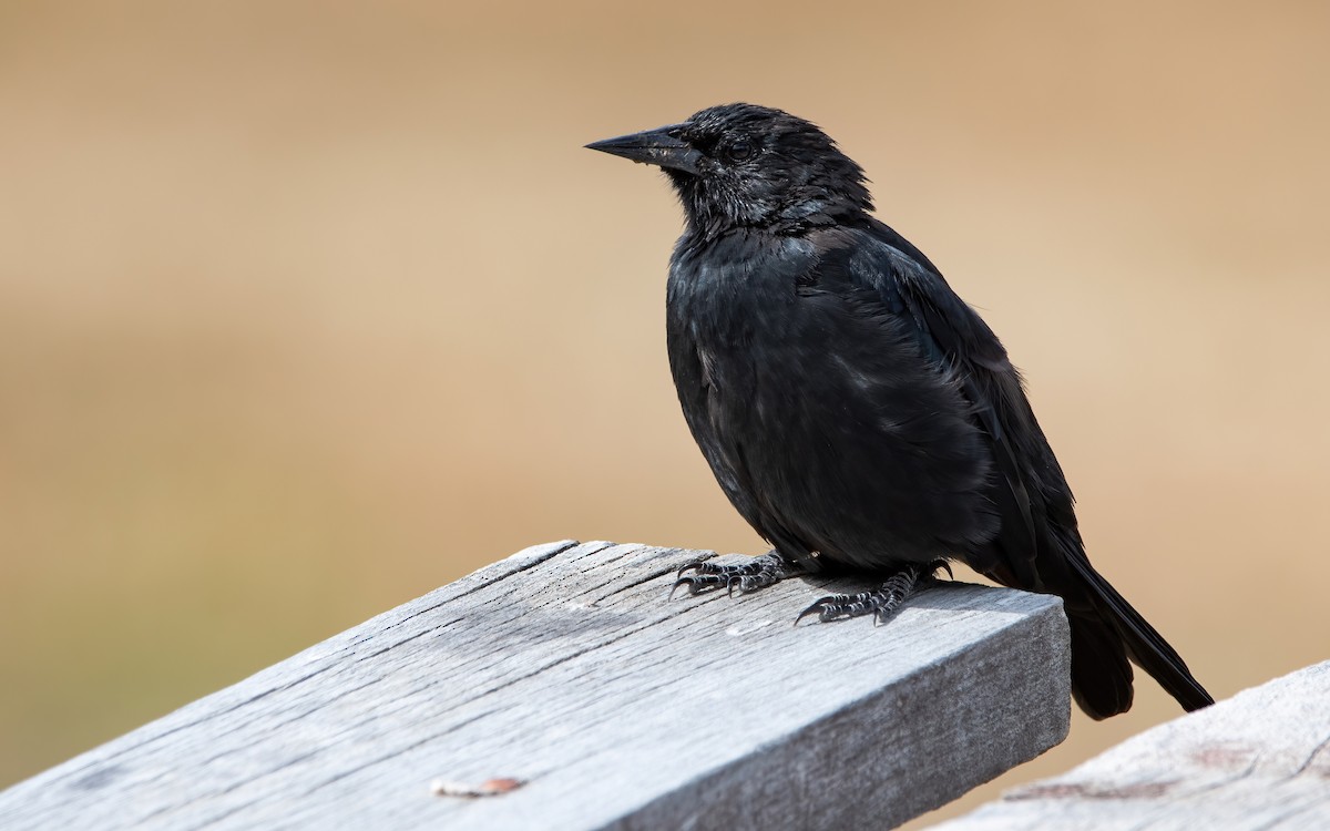 Austral Blackbird - ML422264041