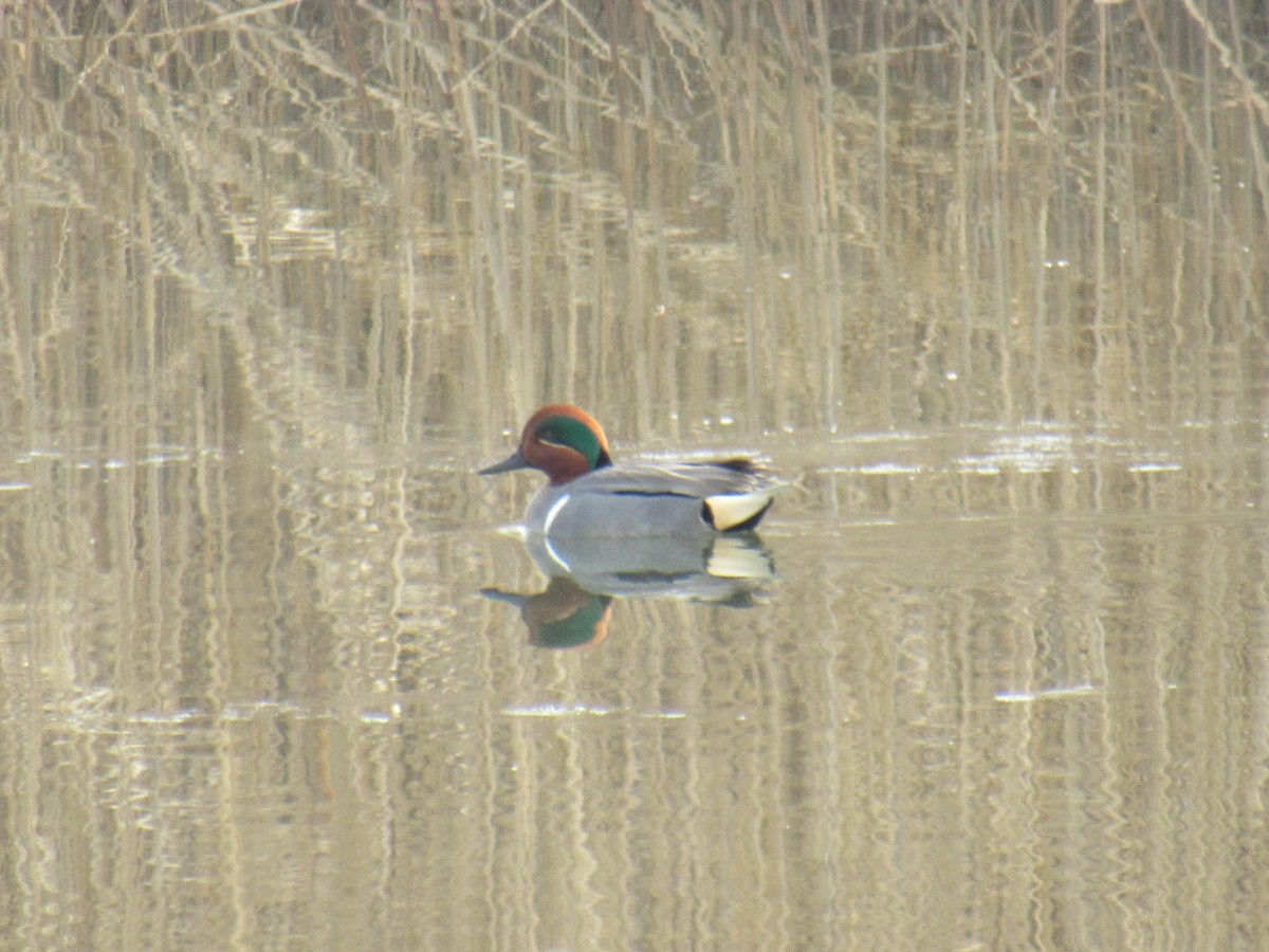 Green-winged Teal - ML422265601