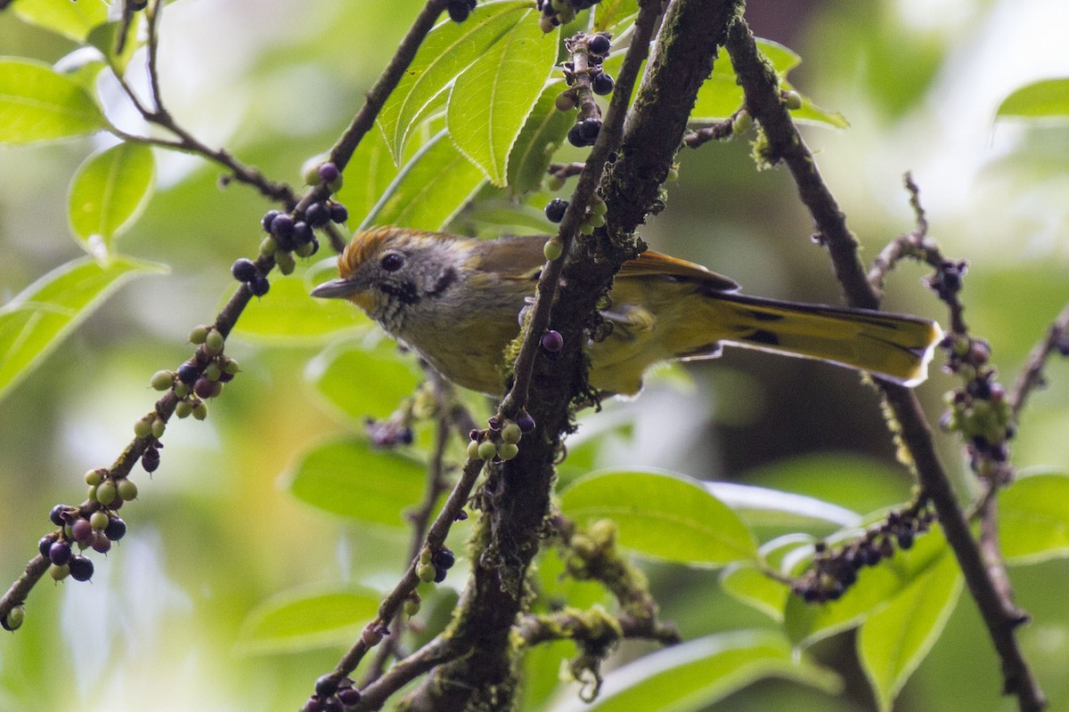 Chestnut-tailed Minla - Kristof Zyskowski