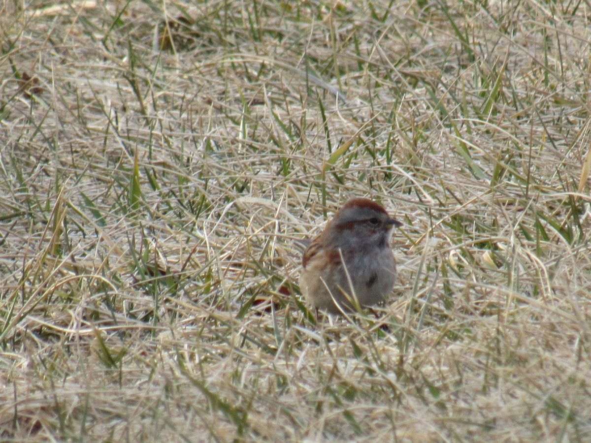 American Tree Sparrow - ML422265901