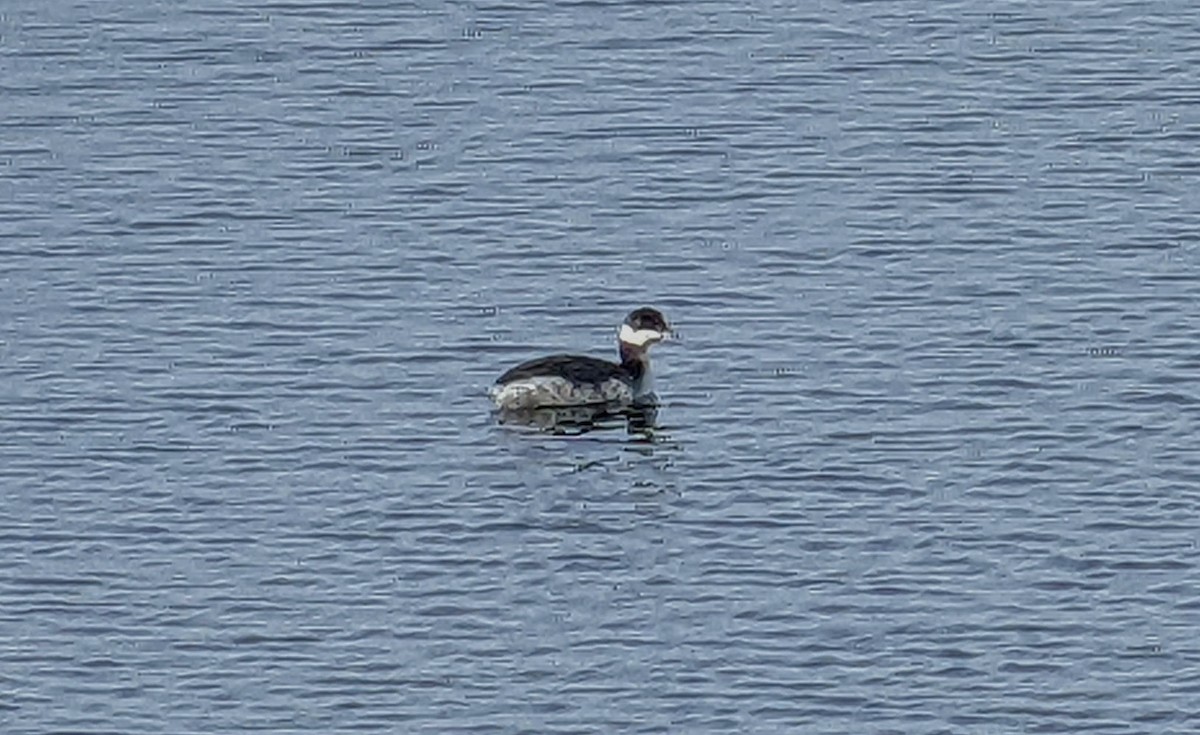 Horned Grebe - ML422267081