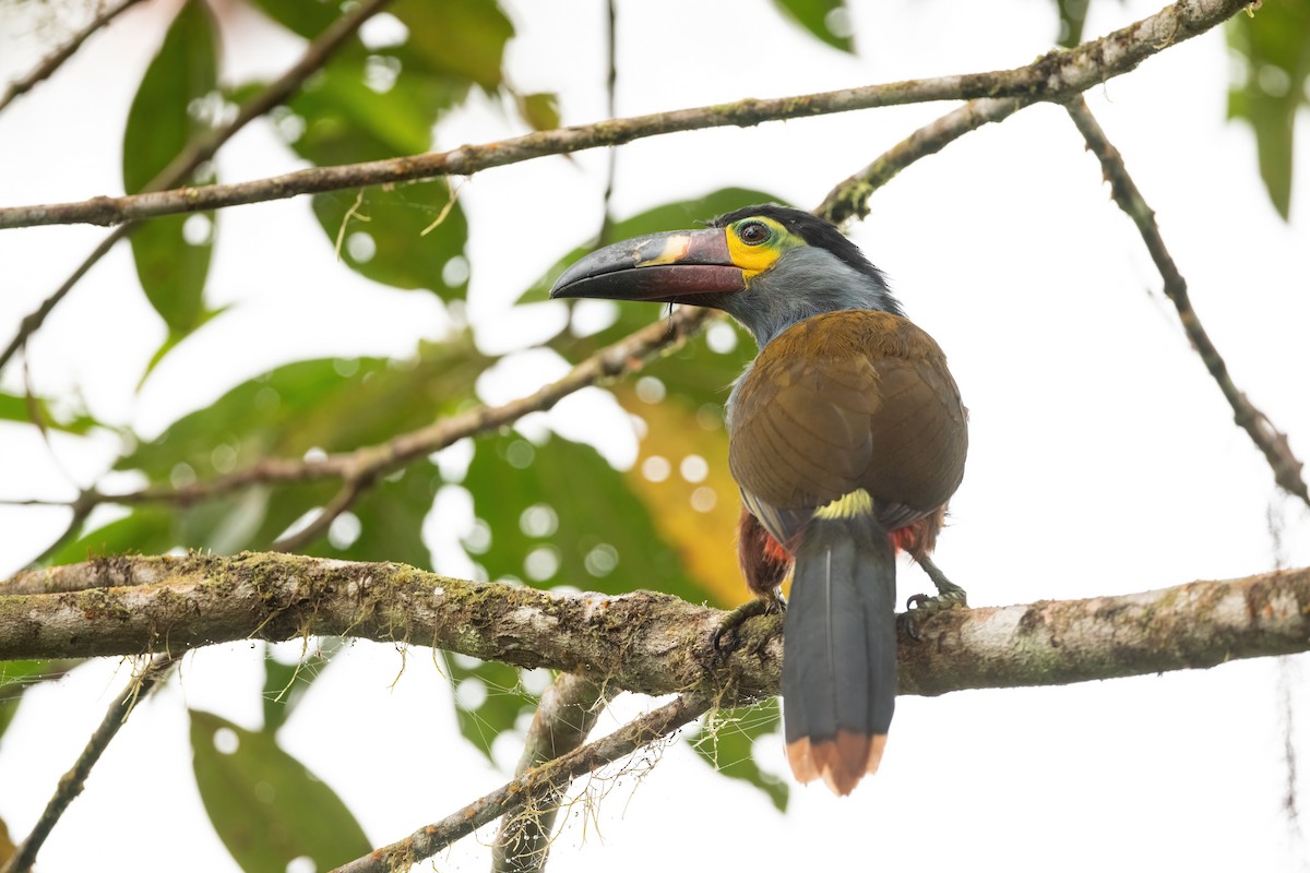 Plate-billed Mountain-Toucan - Adam Jackson