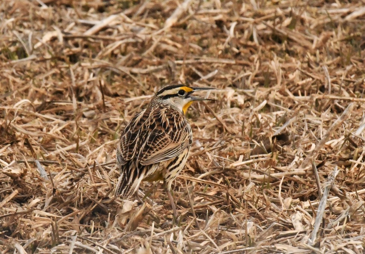 Eastern Meadowlark - Carol Hildebrand