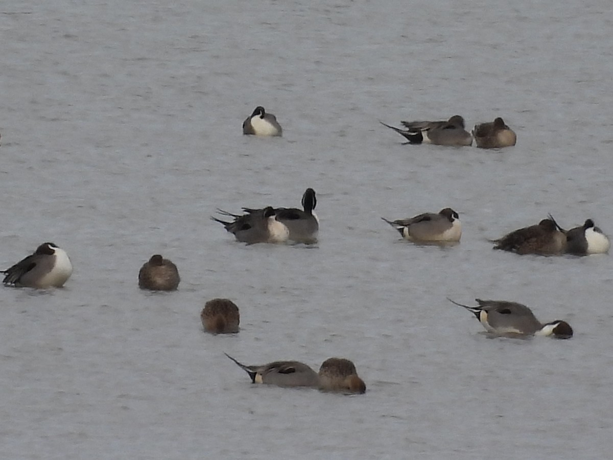 Northern Pintail - ML422268691