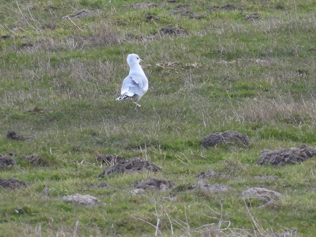 Common Gull - ML422269391