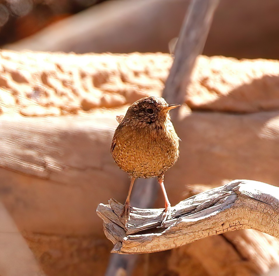 Winter Wren - ML422271631