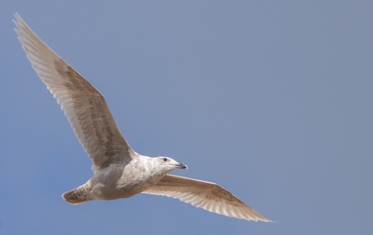 Glaucous-winged Gull - ML422272241