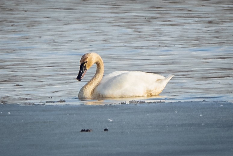 Tundra Swan - ML422274111