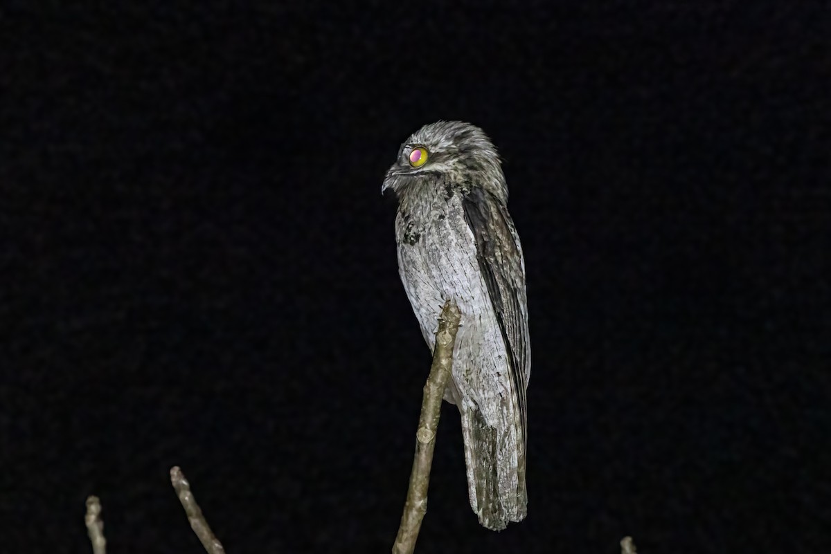 Northern Potoo - ML422274531