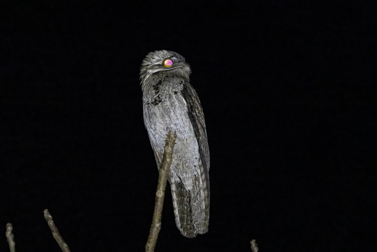 Northern Potoo - Michael Henry