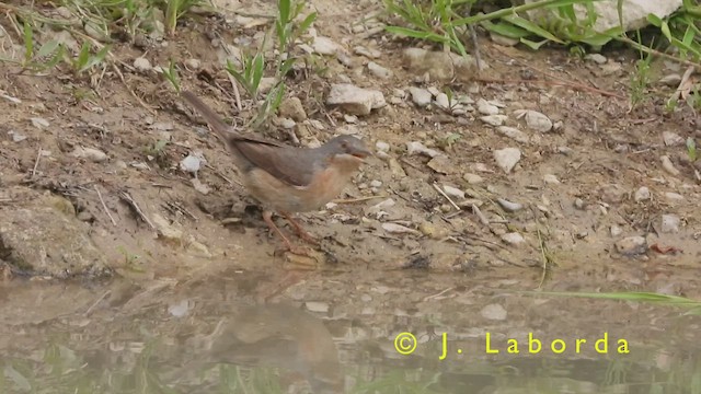 Curruca Carrasqueña Occidental - ML422276191