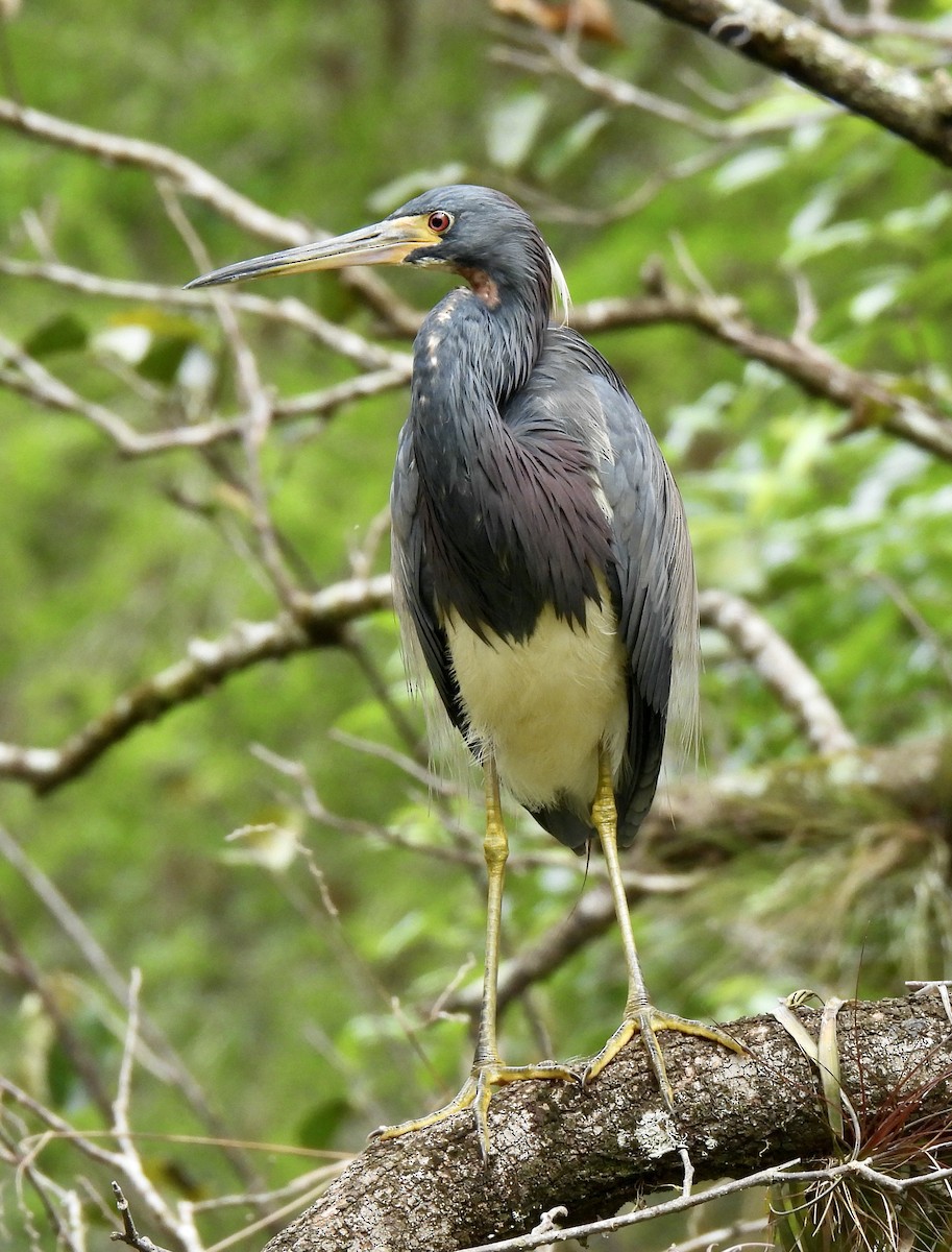 Tricolored Heron - Robert Ducham