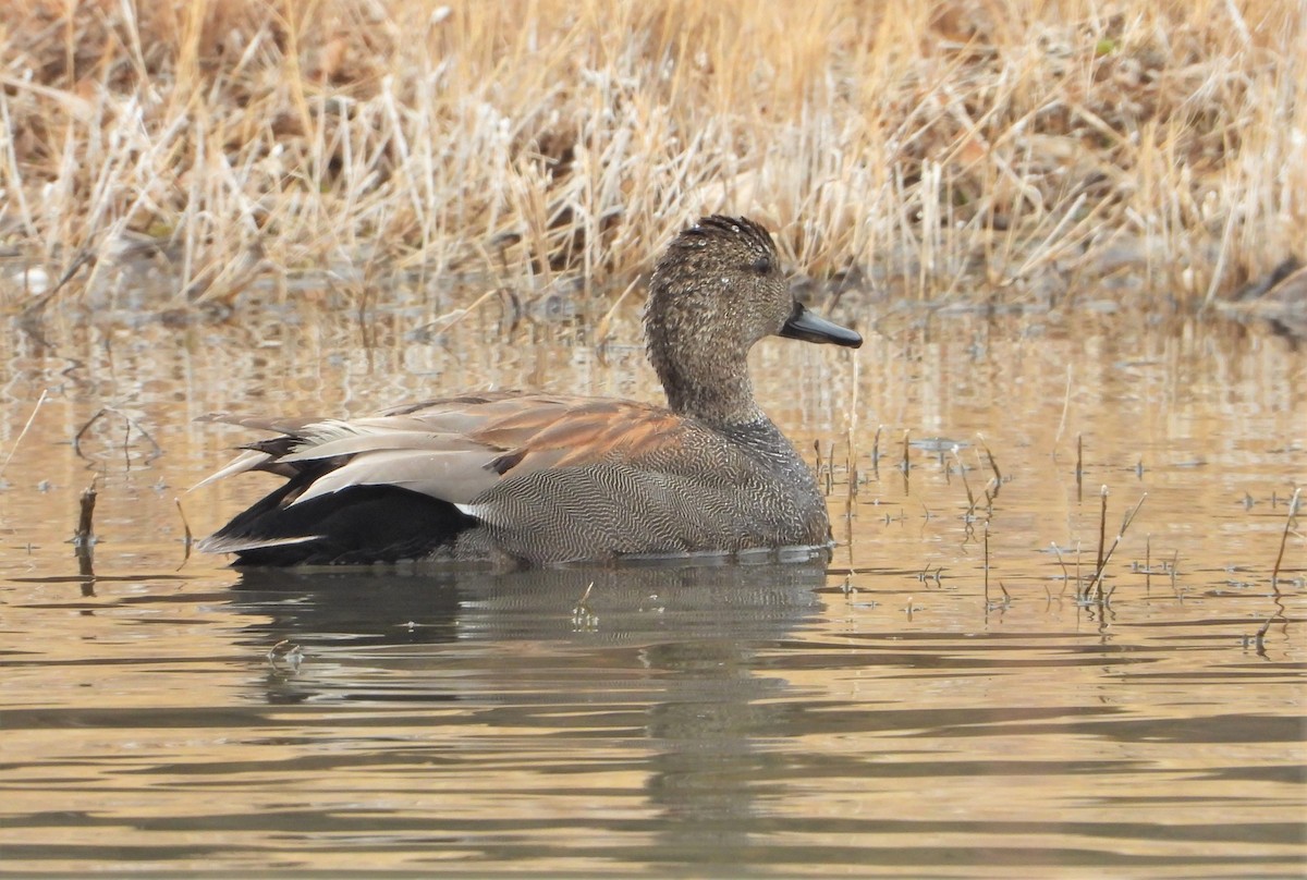 Gadwall - Marcia Suchy