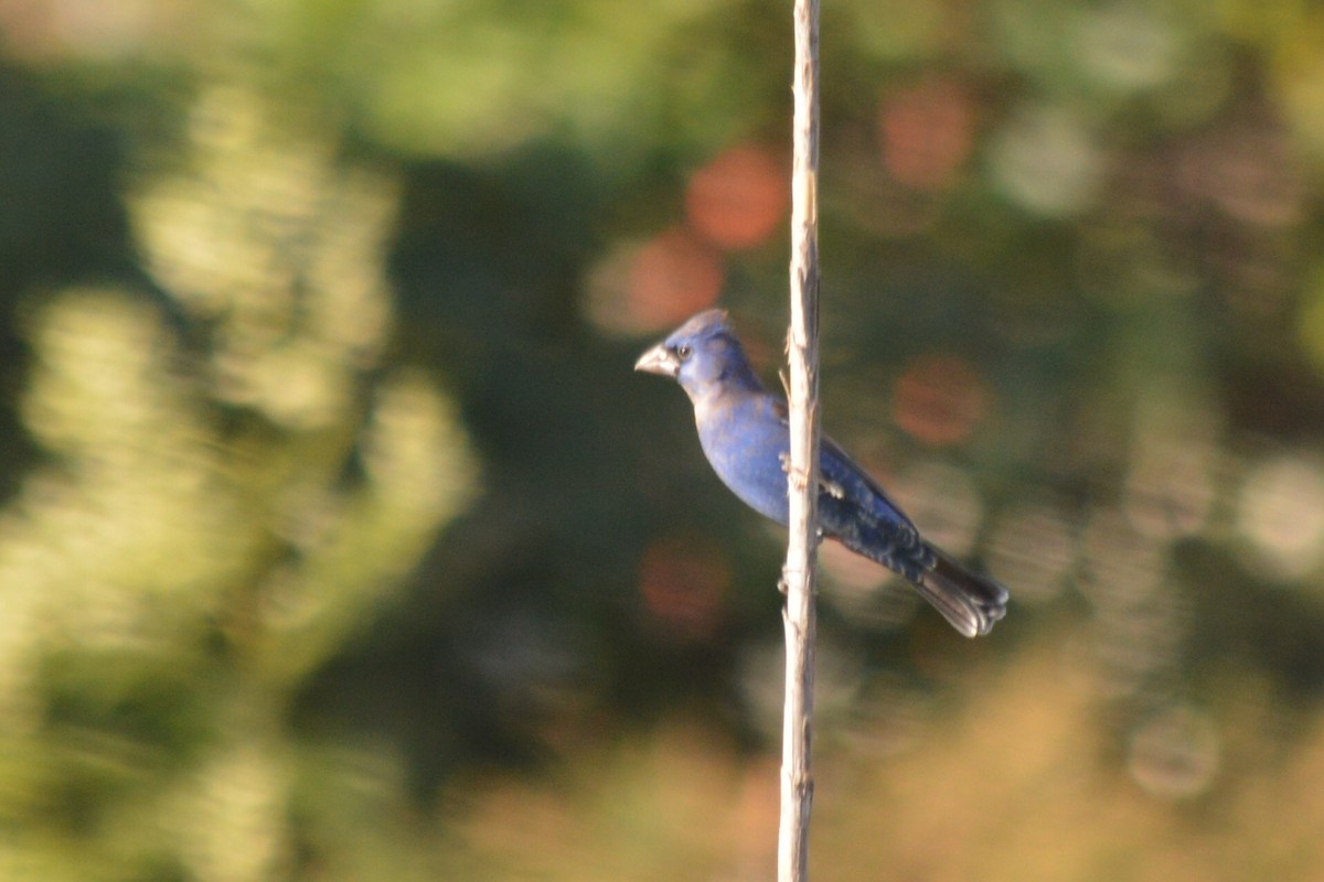 Blue Grosbeak - Carlos Mancera (Tuxtla Birding Club)