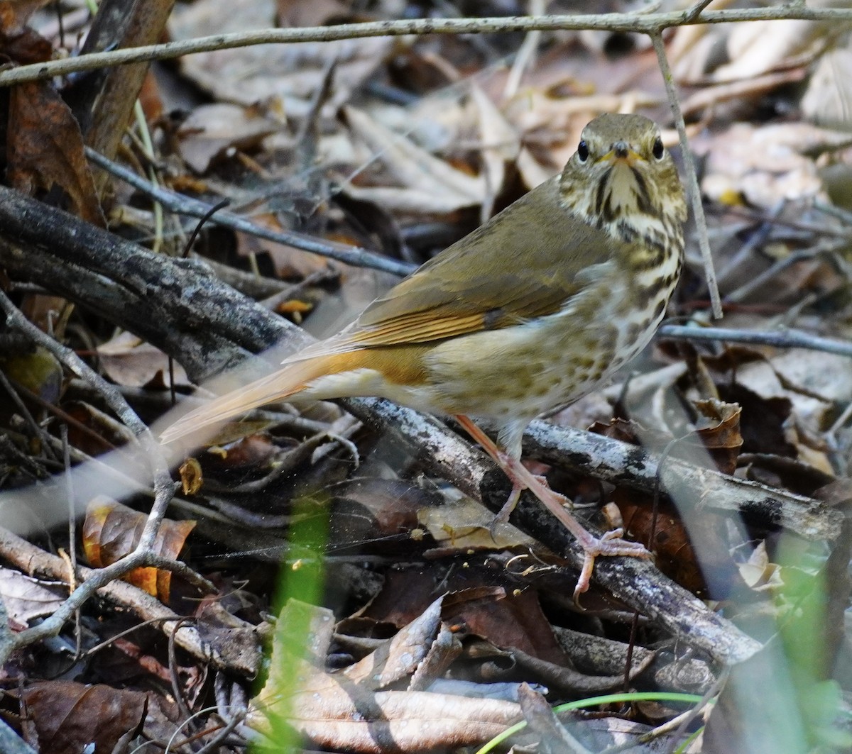 Hermit Thrush - ML422277621