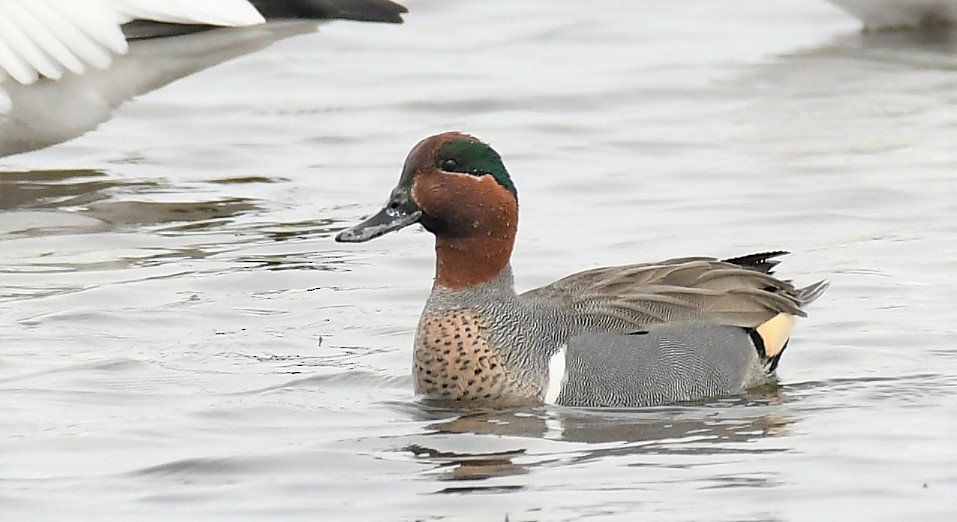 Green-winged Teal - ML422278341