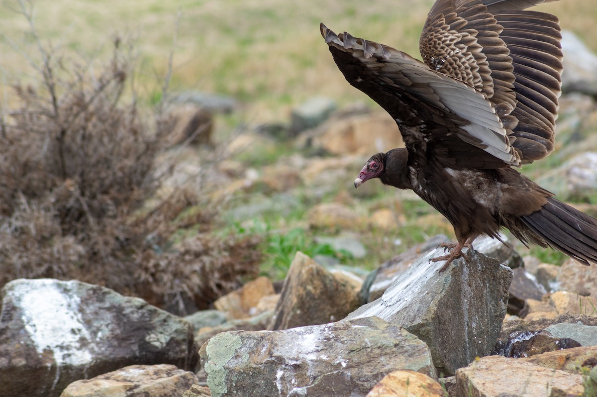 Turkey Vulture - ML422279031