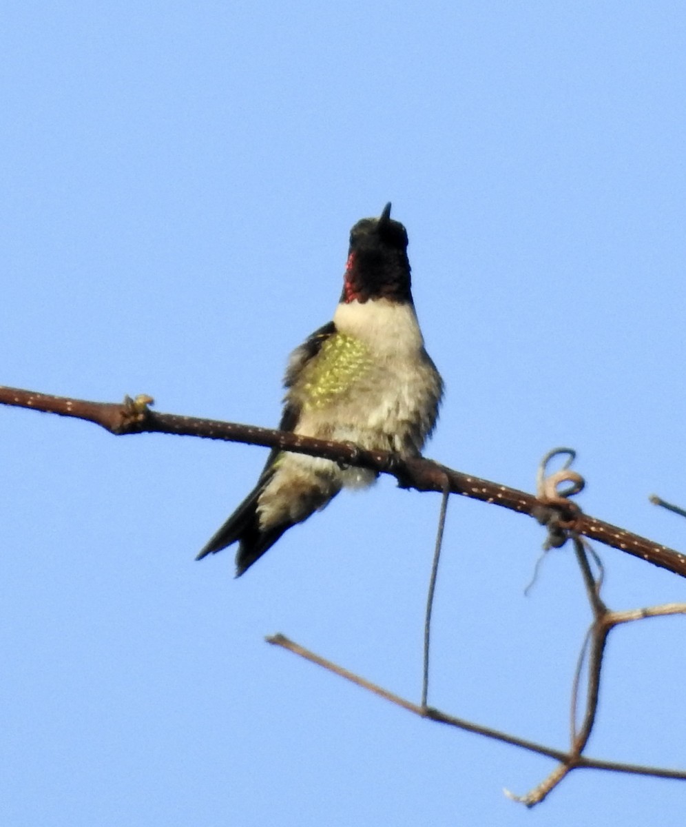 Ruby-throated Hummingbird - ML422279221