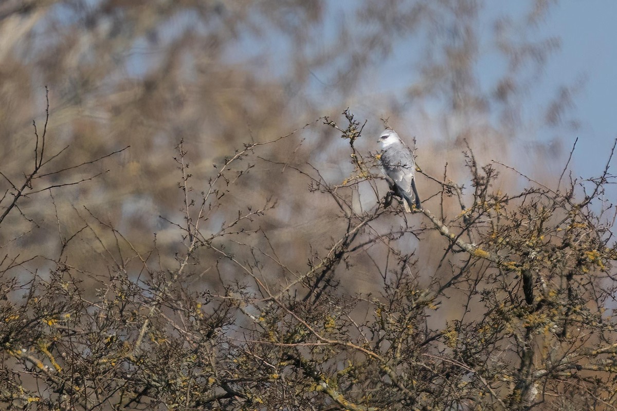 Black-winged Kite - ML422280931