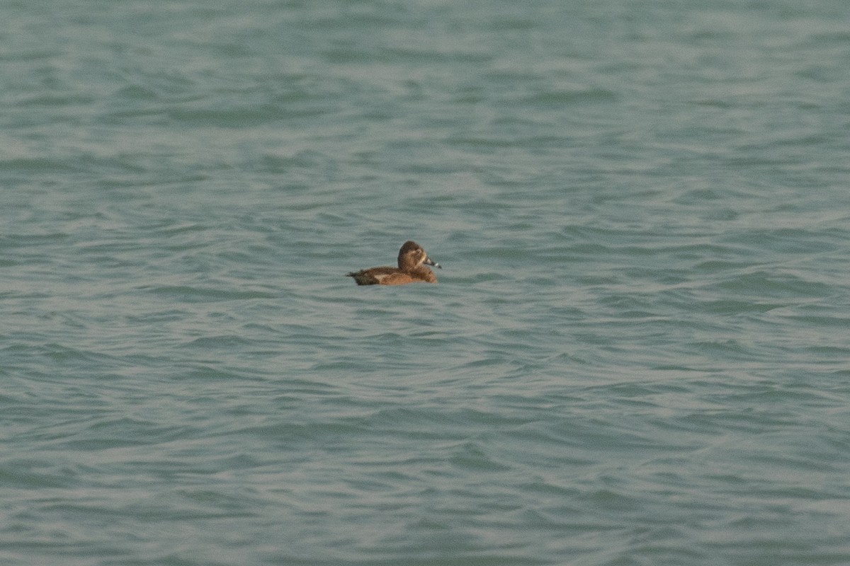 Ring-necked Duck - Fran Morel