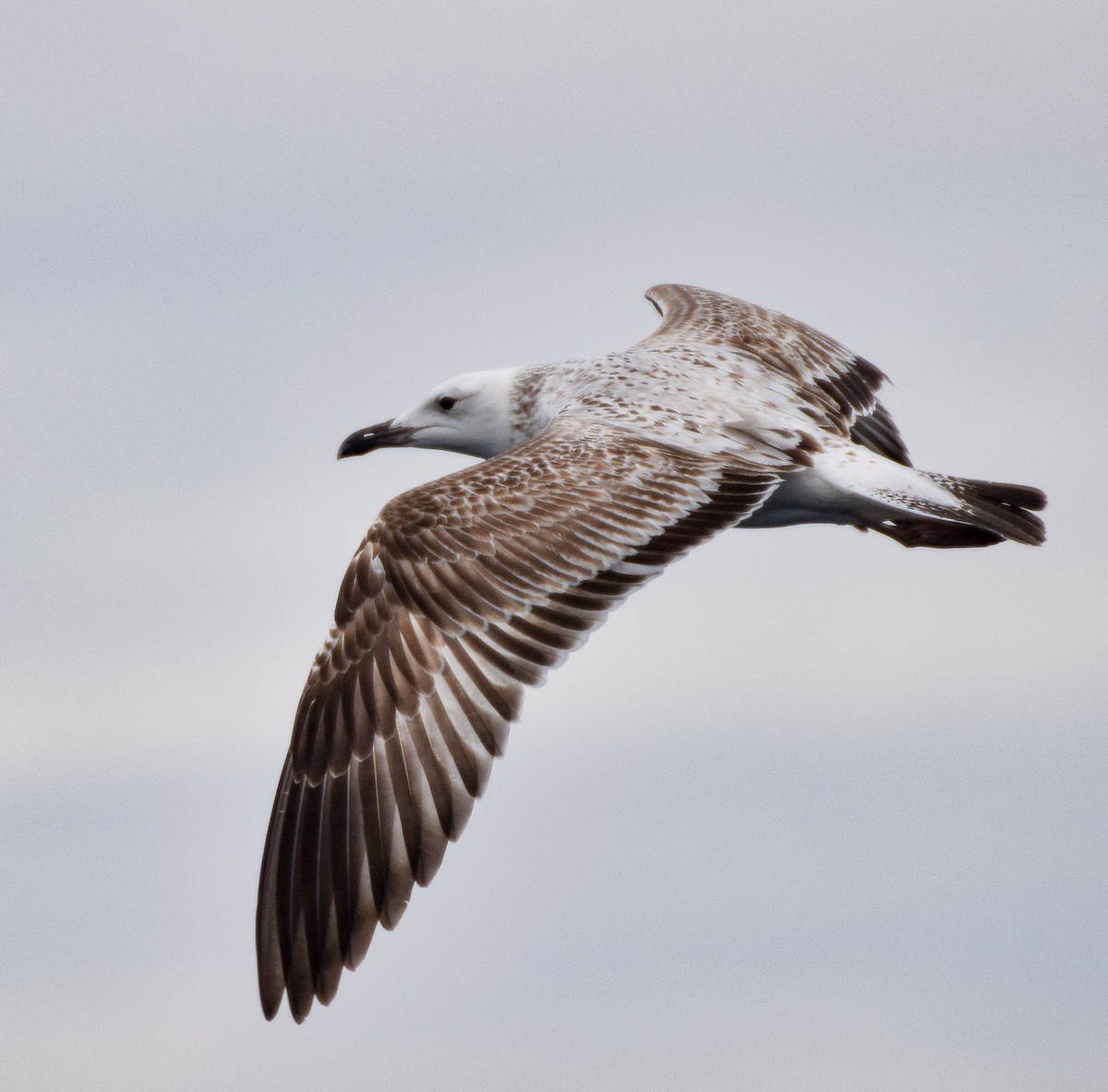 Caspian Gull - ML422283681