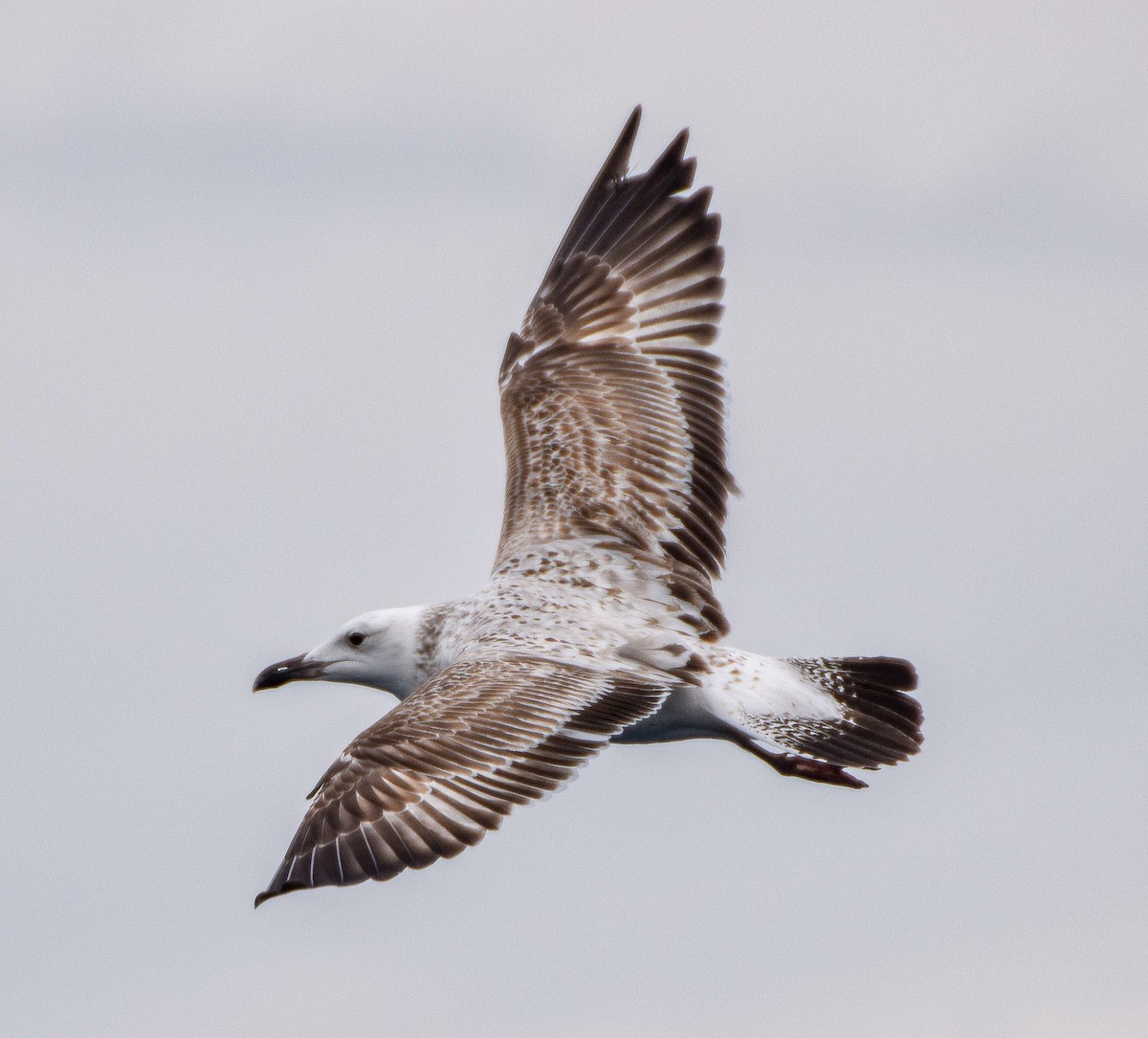 Gaviota del Caspio - ML422283691