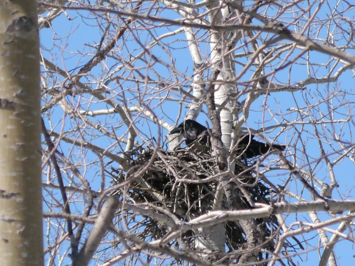 Common Raven - ML422285891