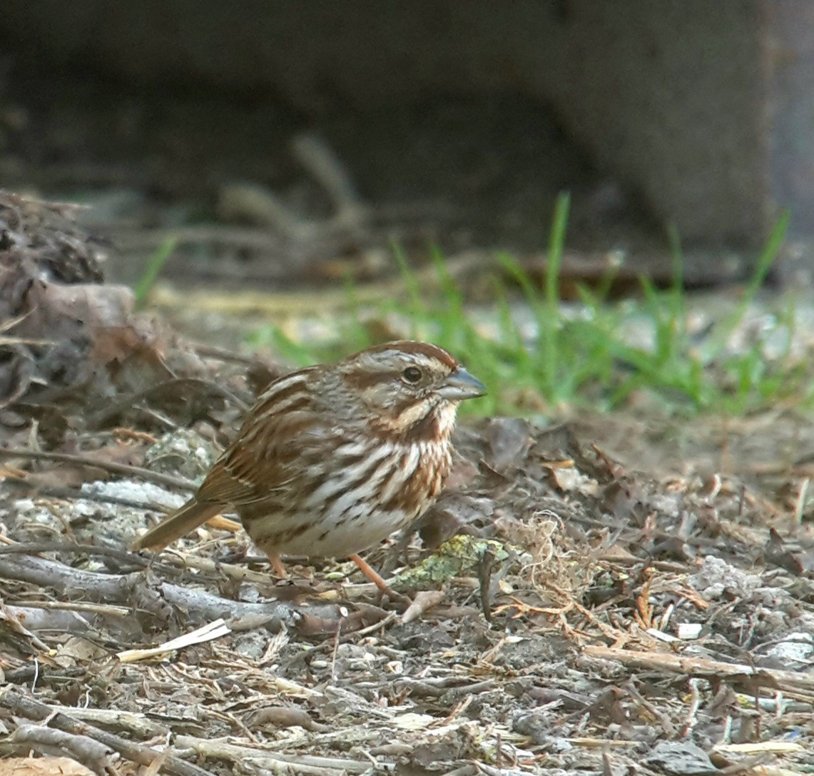 Song Sparrow - ML422287381