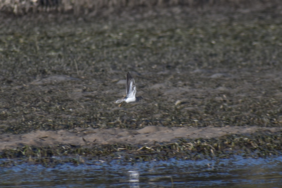 Common Sandpiper - Archie Brennan