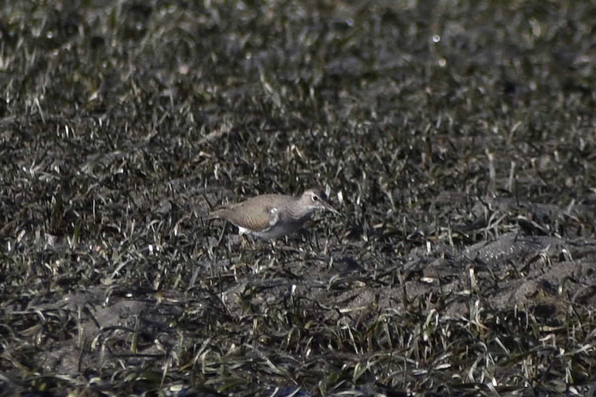 Common Sandpiper - Archie Brennan