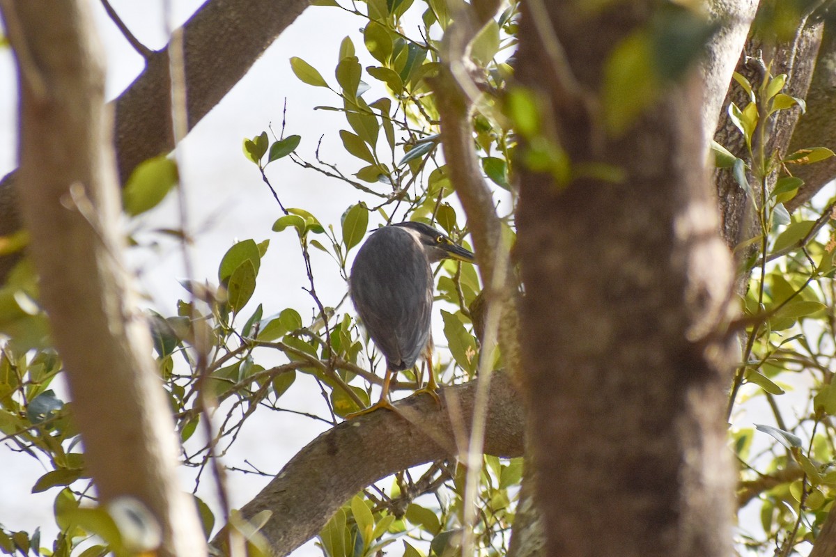 Striated Heron - ML422288441