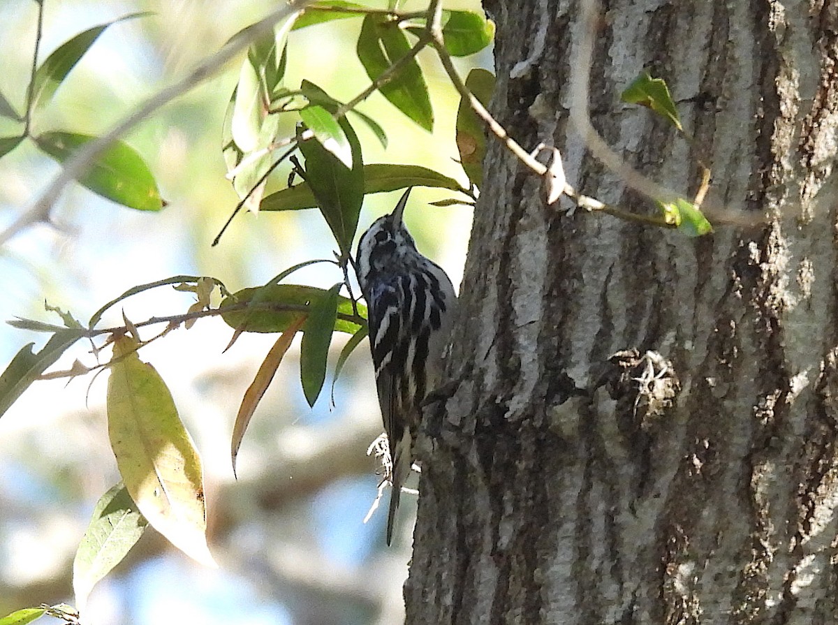 Black-and-white Warbler - ML422290911
