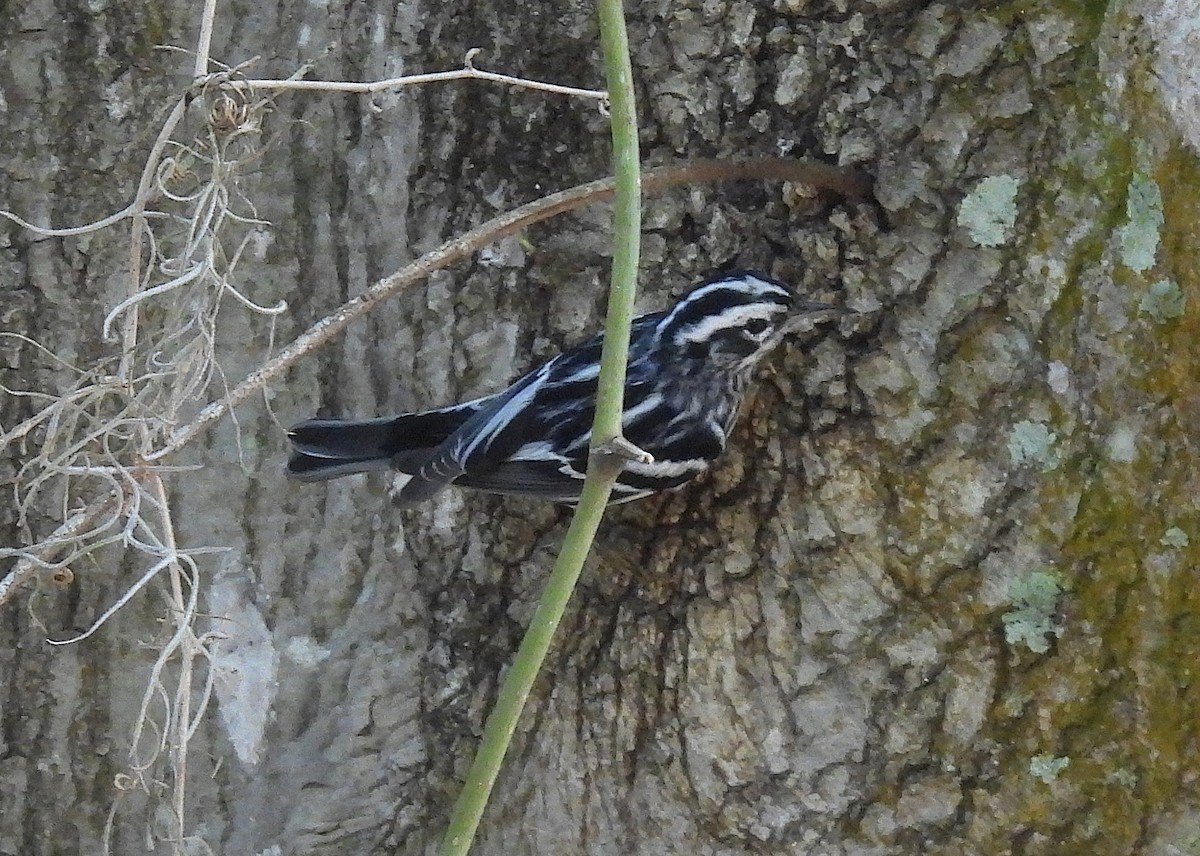 Black-and-white Warbler - ML422290931