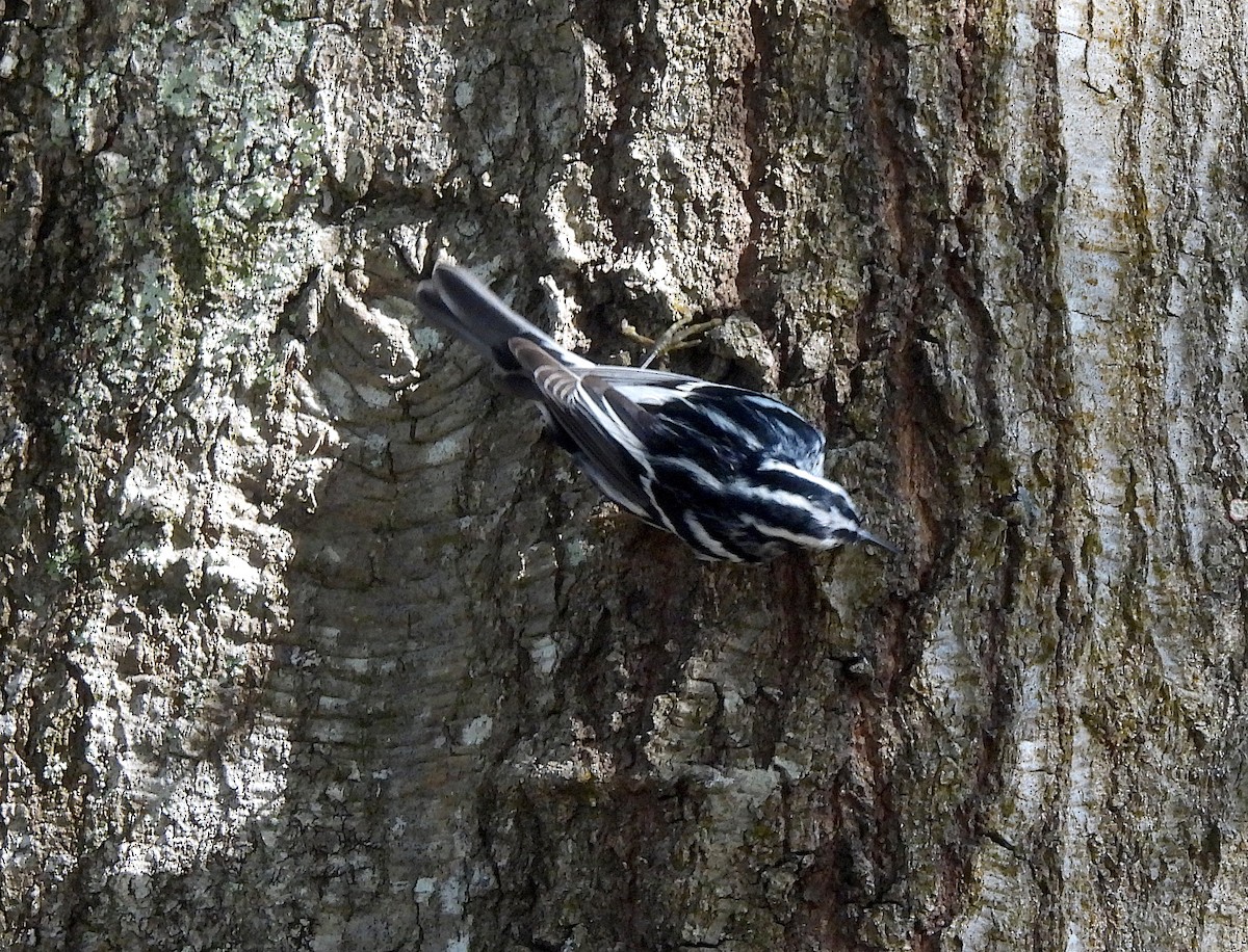 Black-and-white Warbler - ML422290971