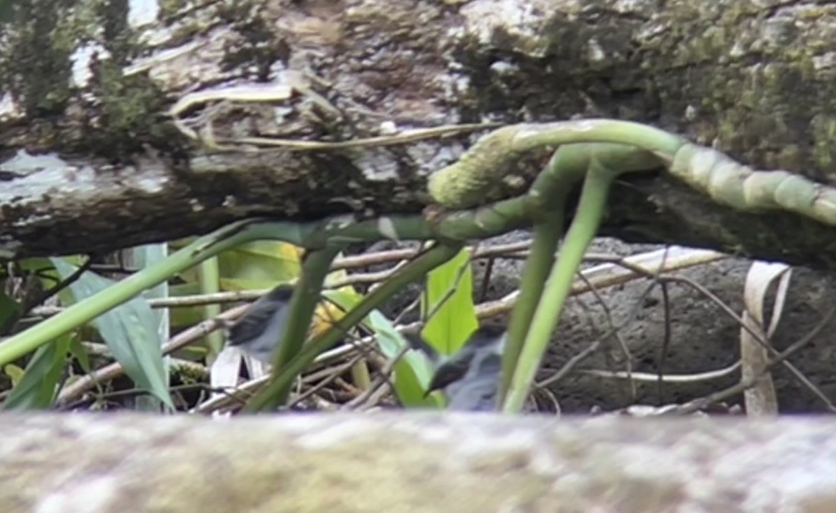 Torrent Tyrannulet - ML422291011