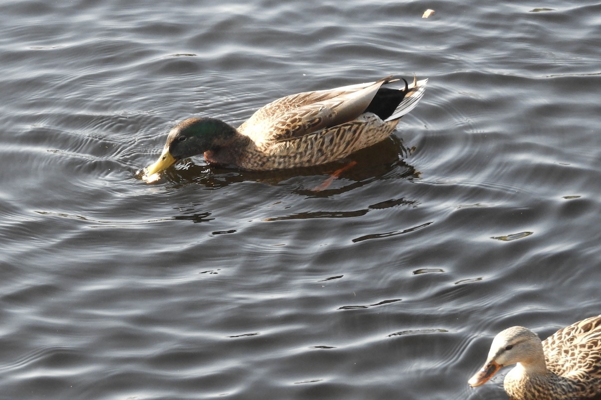 Mallard - Bobbie Elbert