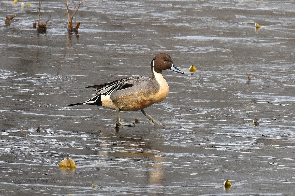 Northern Pintail - ML422291561