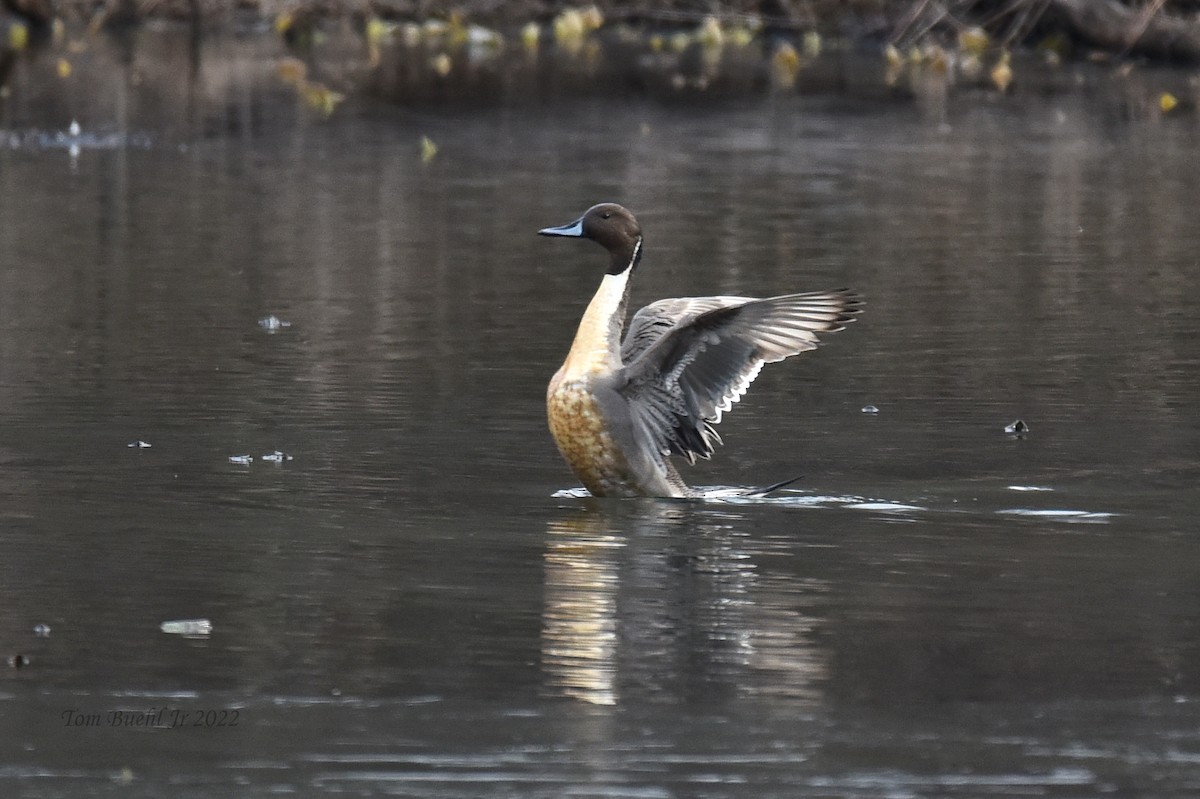 Northern Pintail - ML422291571