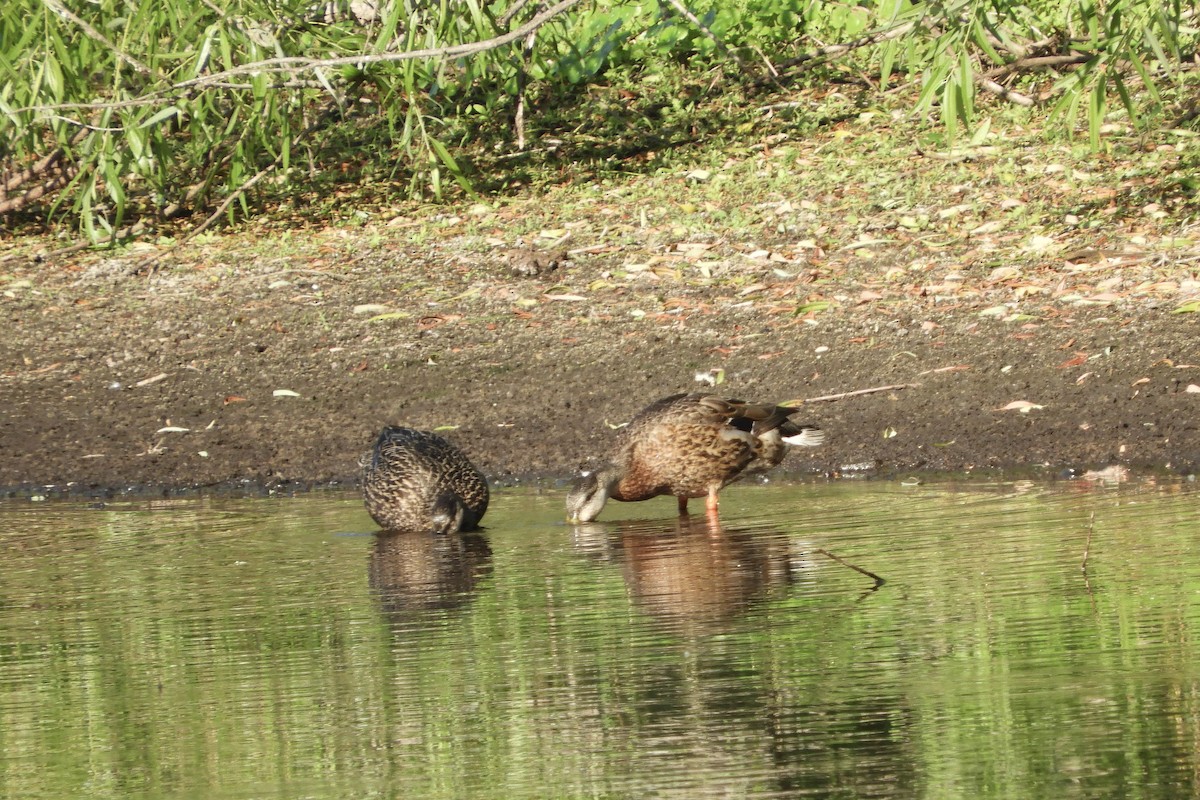 Mallard - Bobbie Elbert