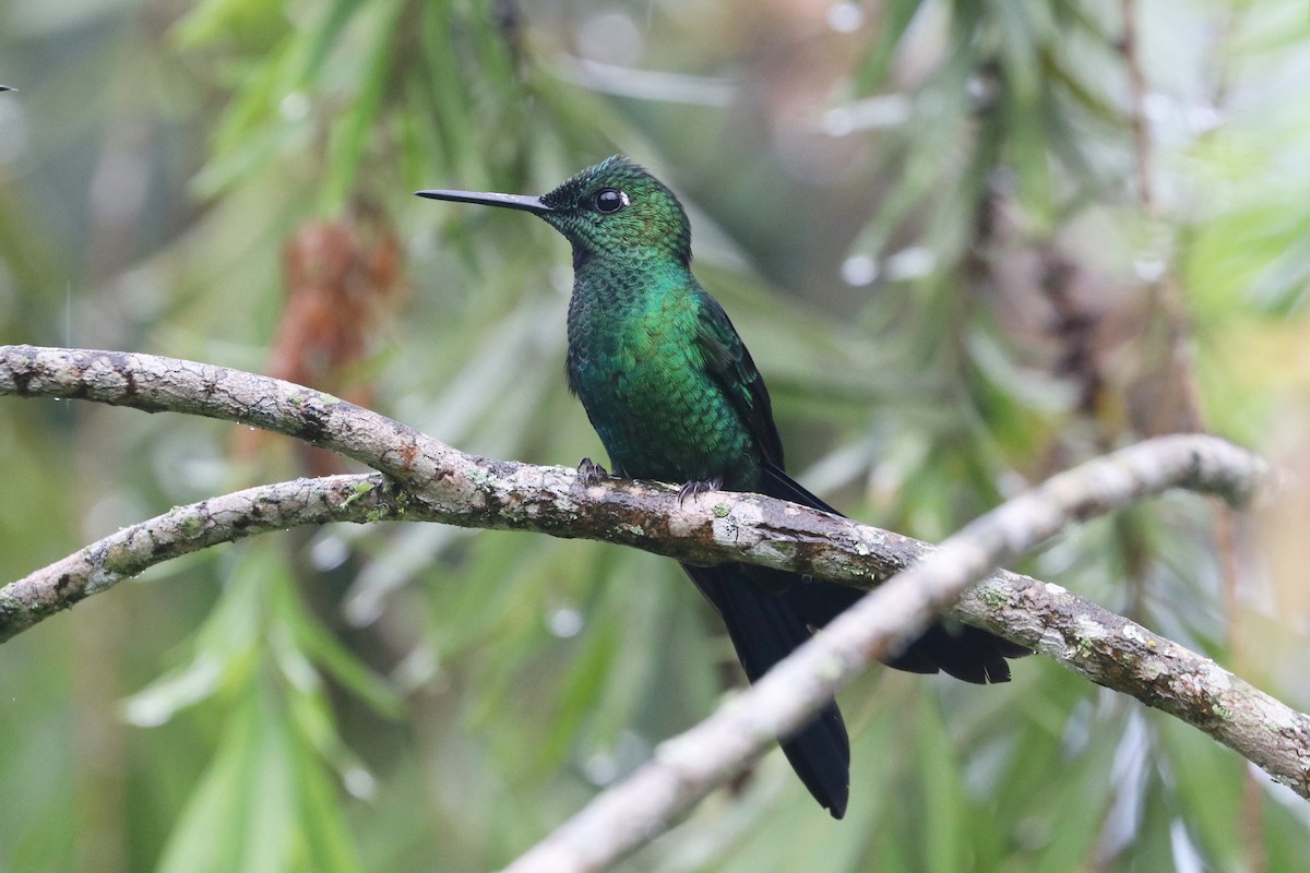 Green-crowned Brilliant - ML422291841