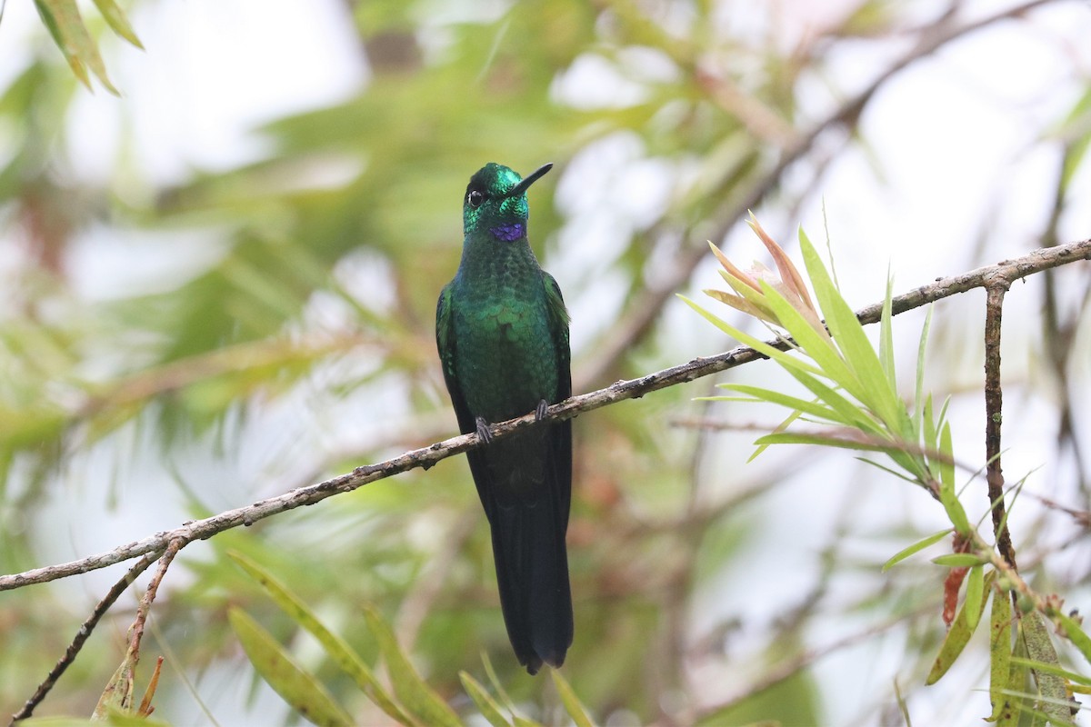 Green-crowned Brilliant - ML422291851