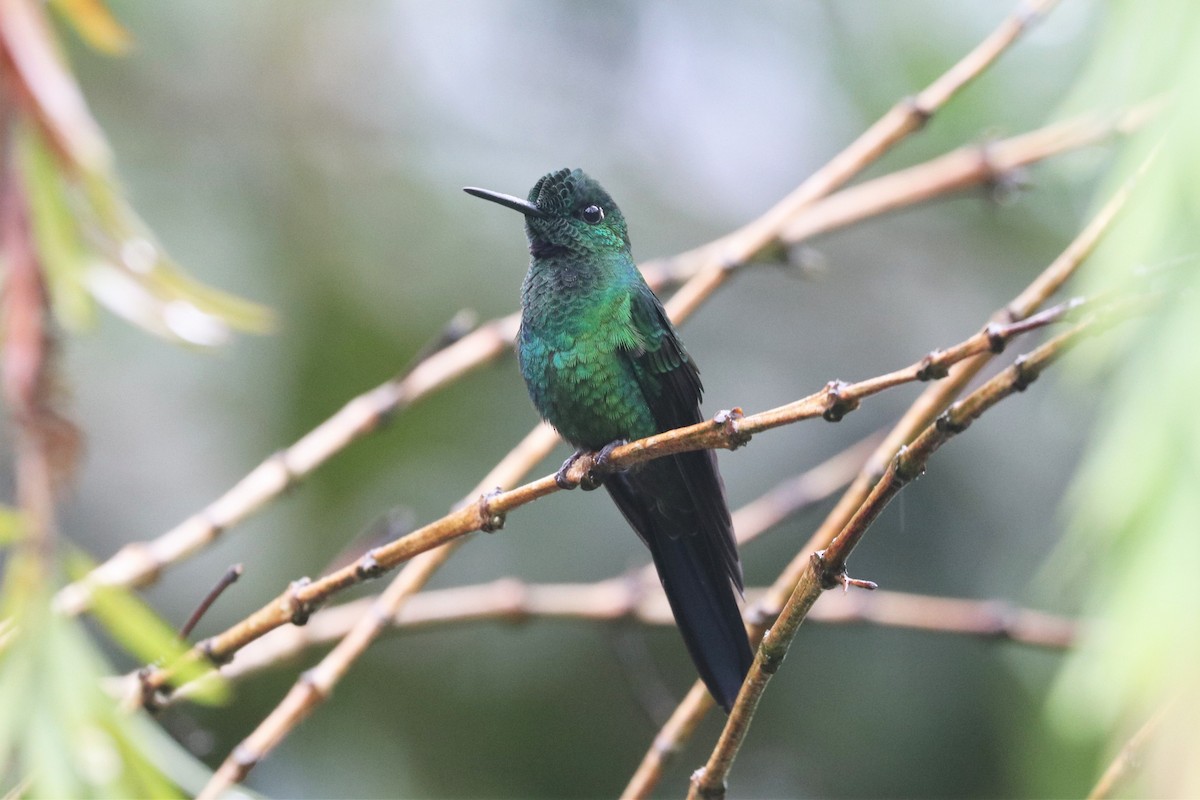 Green-crowned Brilliant - ML422291861