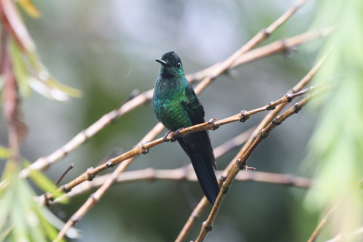 Green-crowned Brilliant - ML422291871