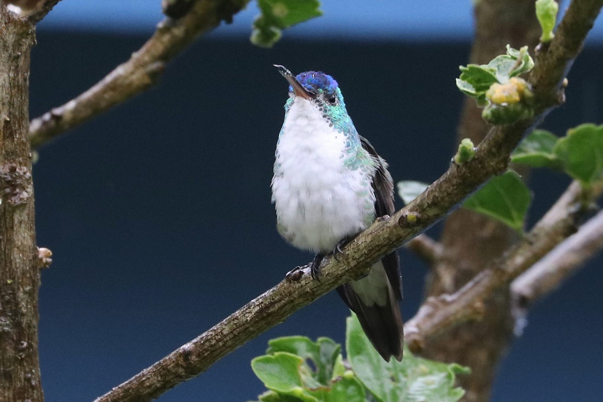 Andean Emerald - Ken McKenna